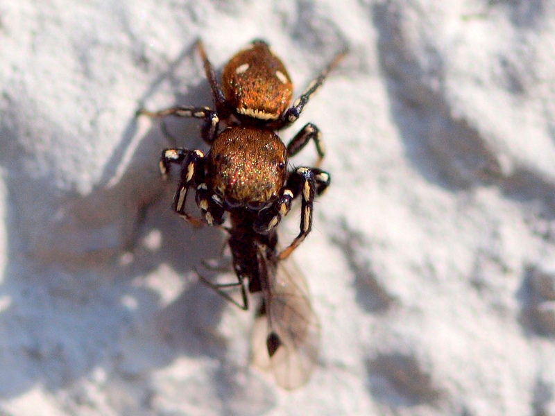 Heliophanus cf. kochii